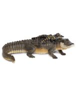 ALLIGATOR W/BABIES